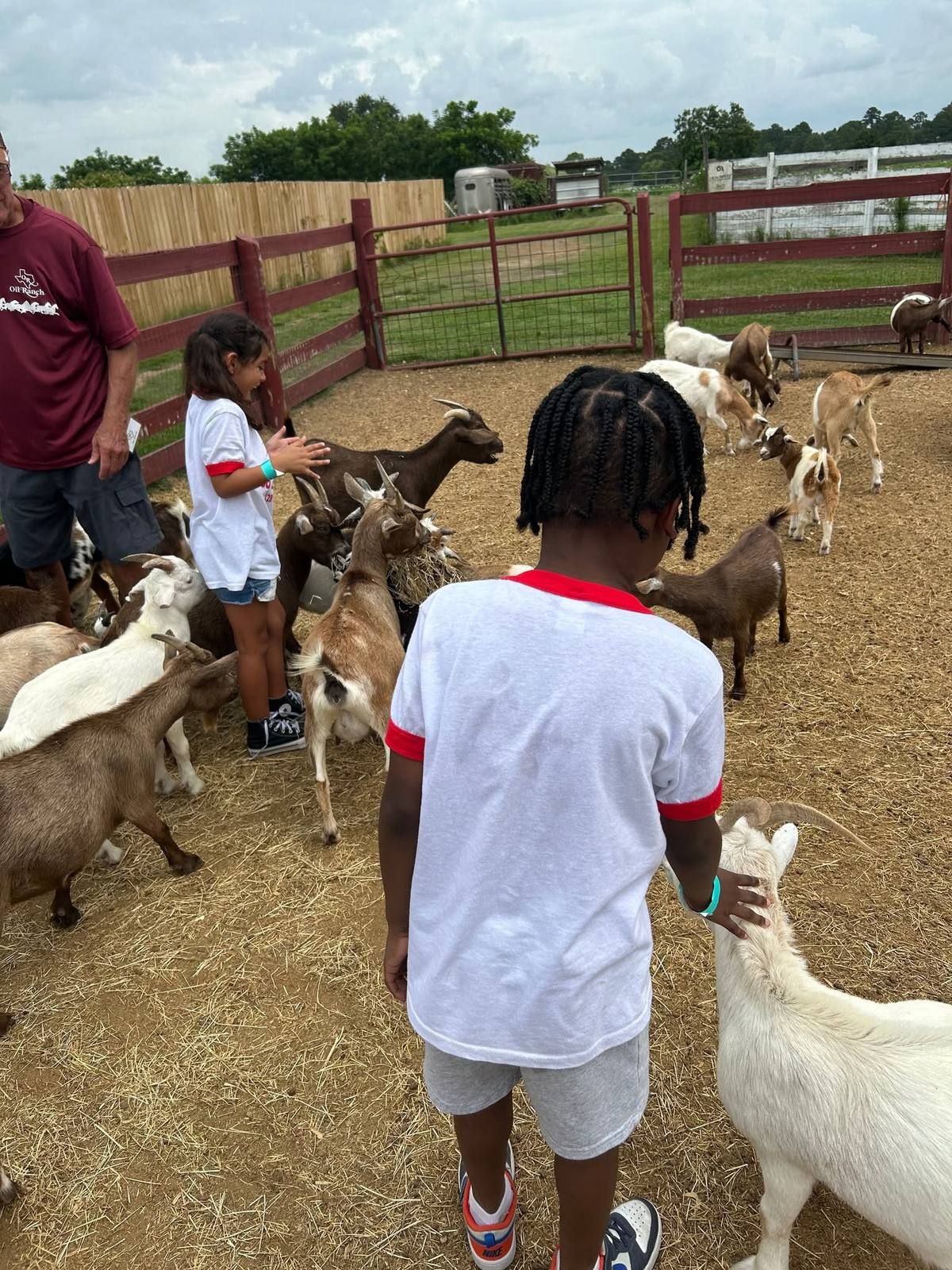Kids feeding goats at the farm on a field trip