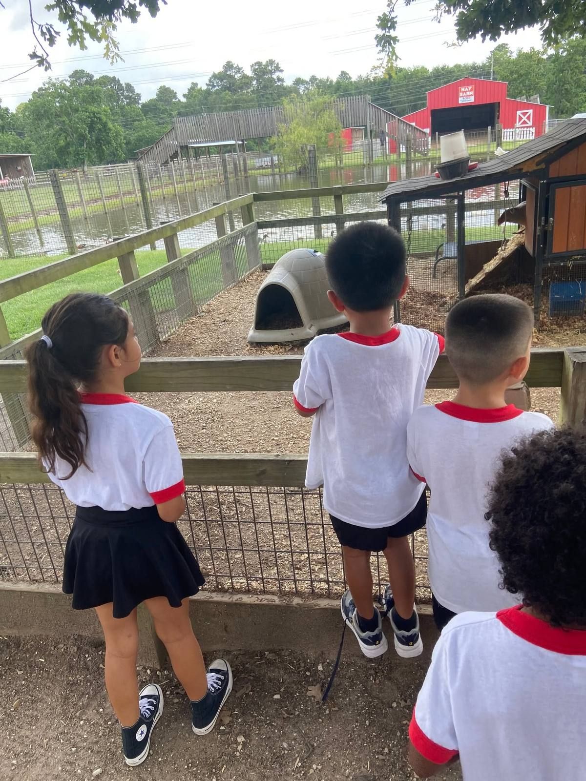 Kids looking at the animals over a fence at the farm