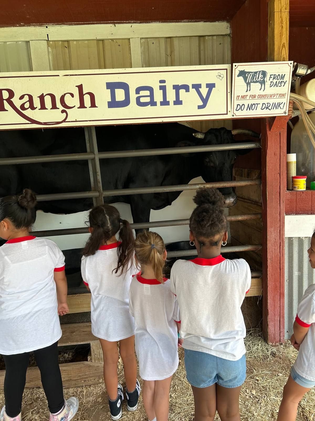 Kids checking out the cows at a ranch dairy barn